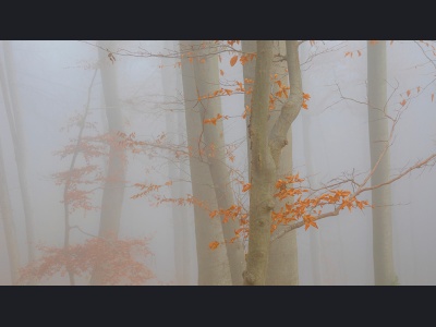 008h-foggy-forest