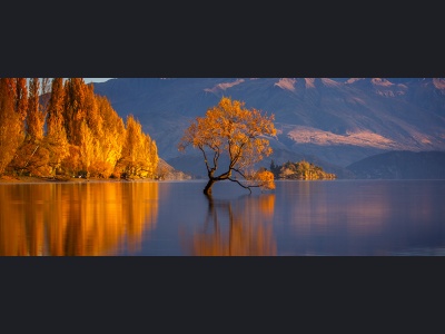 aa0059-lost-tree175x70cm-540b9436