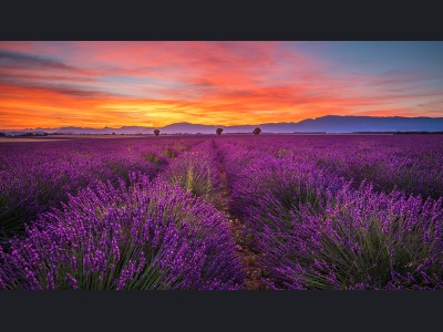 aa019-purpleprovence150x85cm-r25a2465