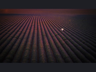 aa39-the_scent_of_lavender160x90cm-dji_0441